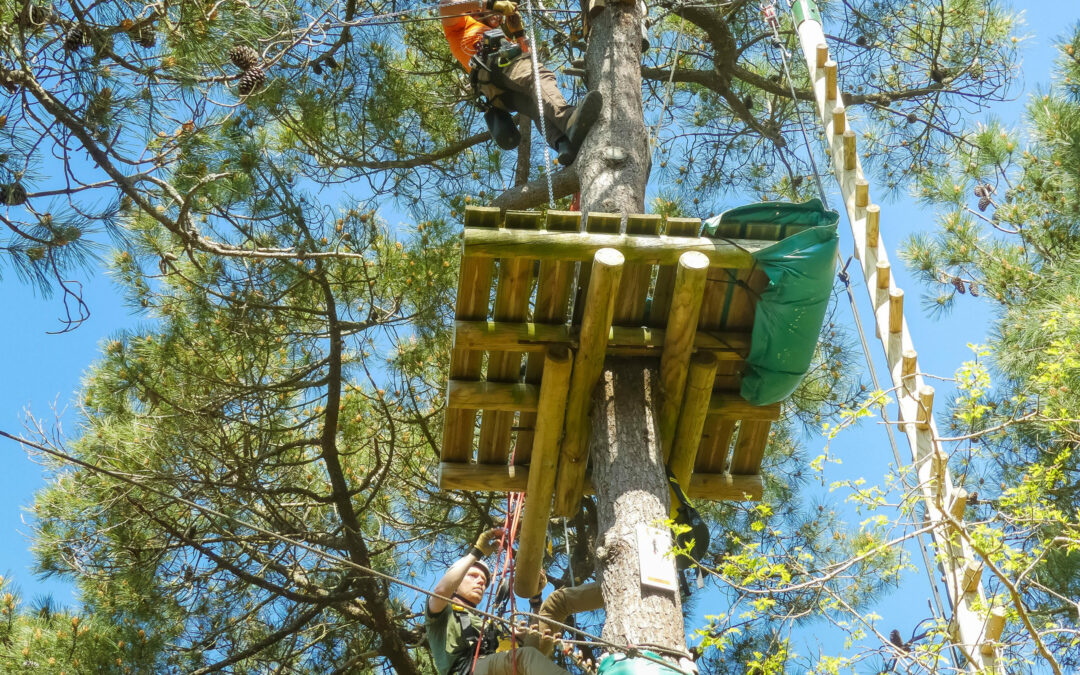 En attendant de vous revoir, nous entretenons notre belle forêt  !